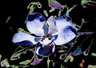 Expressionist Flowers  Magnolia #5120